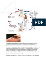 La Filariasis Linfática