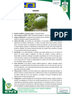 Cultivo del morro: descripción, usos y características de Crescentia cujete