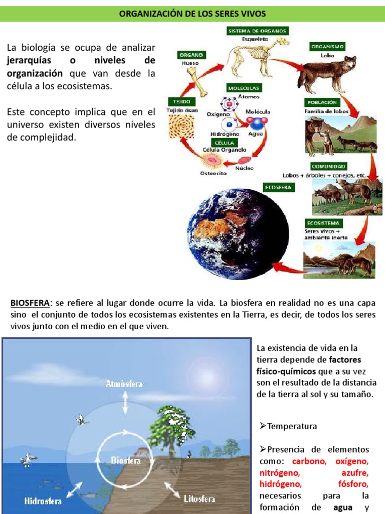 Organización de Los Seres Vivos | PDF | Ecosistema | Organismos