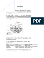 Tema 12 El Cerebelo