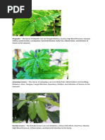 Herbal Leaves