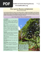 Download Musa Banana Plantain by renato05 SN38328094 doc pdf