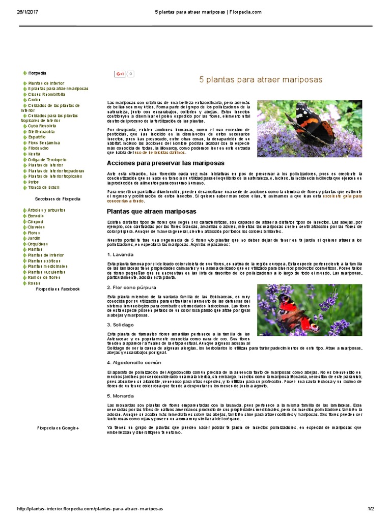 5 Plantas para Atraer Mariposas - Florpedia | PDF | Insectos | Polinización