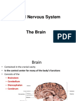 Central Nervous System