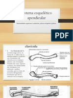 Sistema esquelético apendicular: huesos de las extremidades