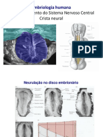 Desenvolvimento do Sistema Nervoso Central