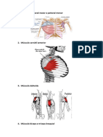 Roteiro Prático Anatomia