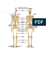 Skeletal System