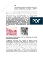 tejidoepitelialglandularexo6_1.pdf