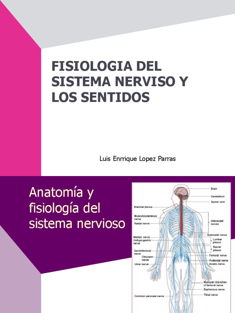 Fisiologia Del Sistema Nervioso y Los Sentidos | Sistema nervioso ...