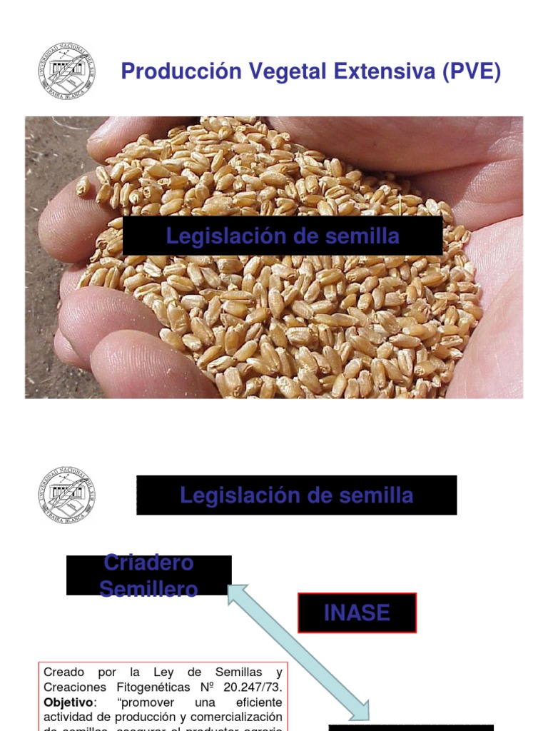 Ley de Semillas en Argentina: Claves y Normas | PDF | Trigo | Semilla