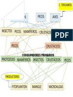 CONSUMIDORES PRIMARIOS