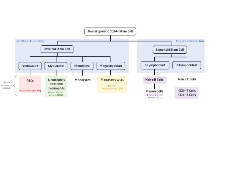 Hematopoietic Cell Lineages & Disorders | PDF