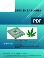 El Nitrógeno en La Planta