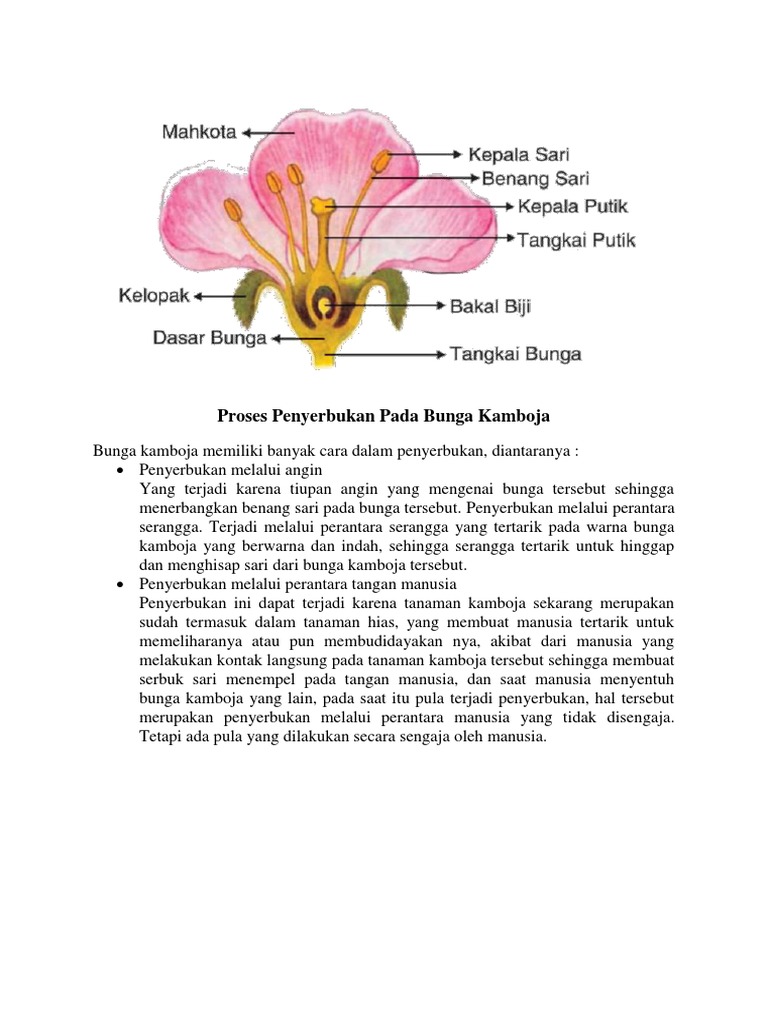 Proses Penyerbukan Pada Bunga Kamboja Pdf