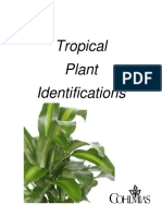 Tropical Plant Identifications
