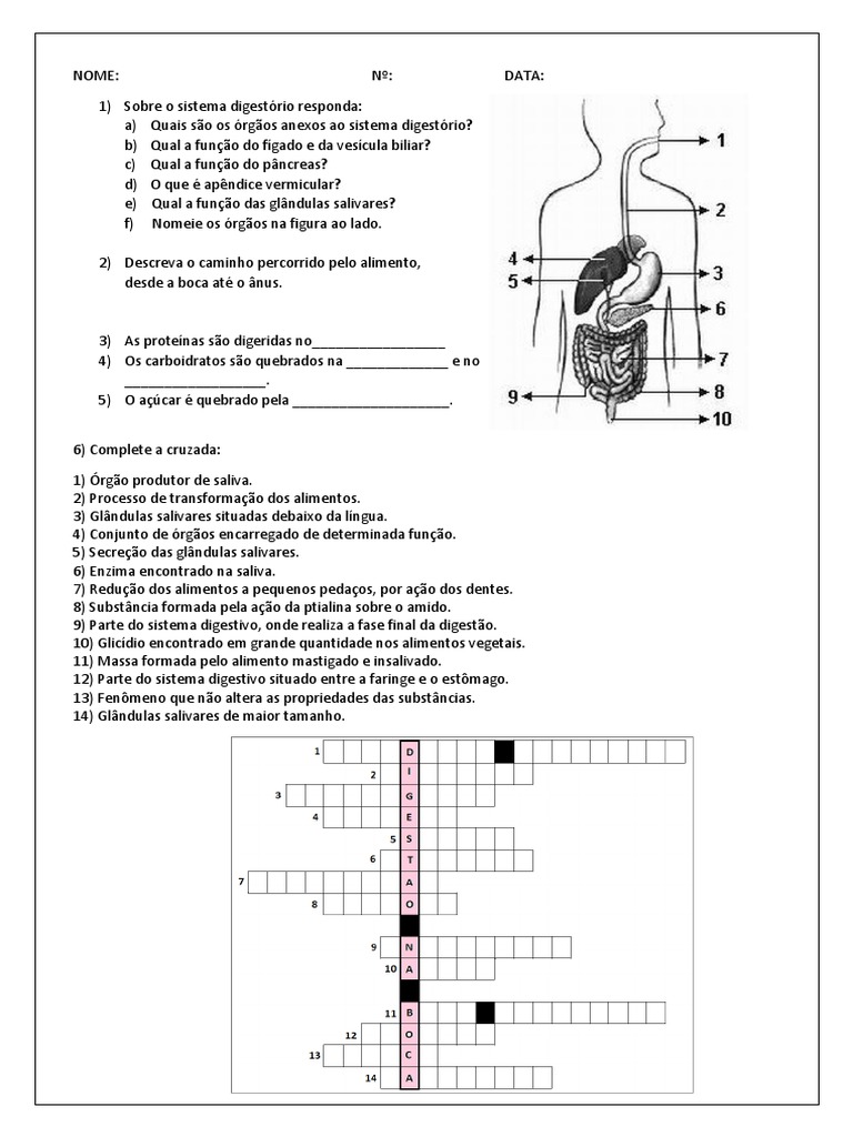 Sistema Digestório 8 Ano | PDF
