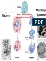 Trabalho Apoptose e Necrose