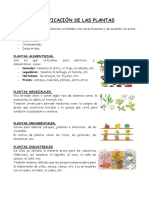 Clasificación de las plantas.docx