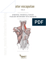 NMIT+-+Levator+Escapulae+-+Músculo+del+mes