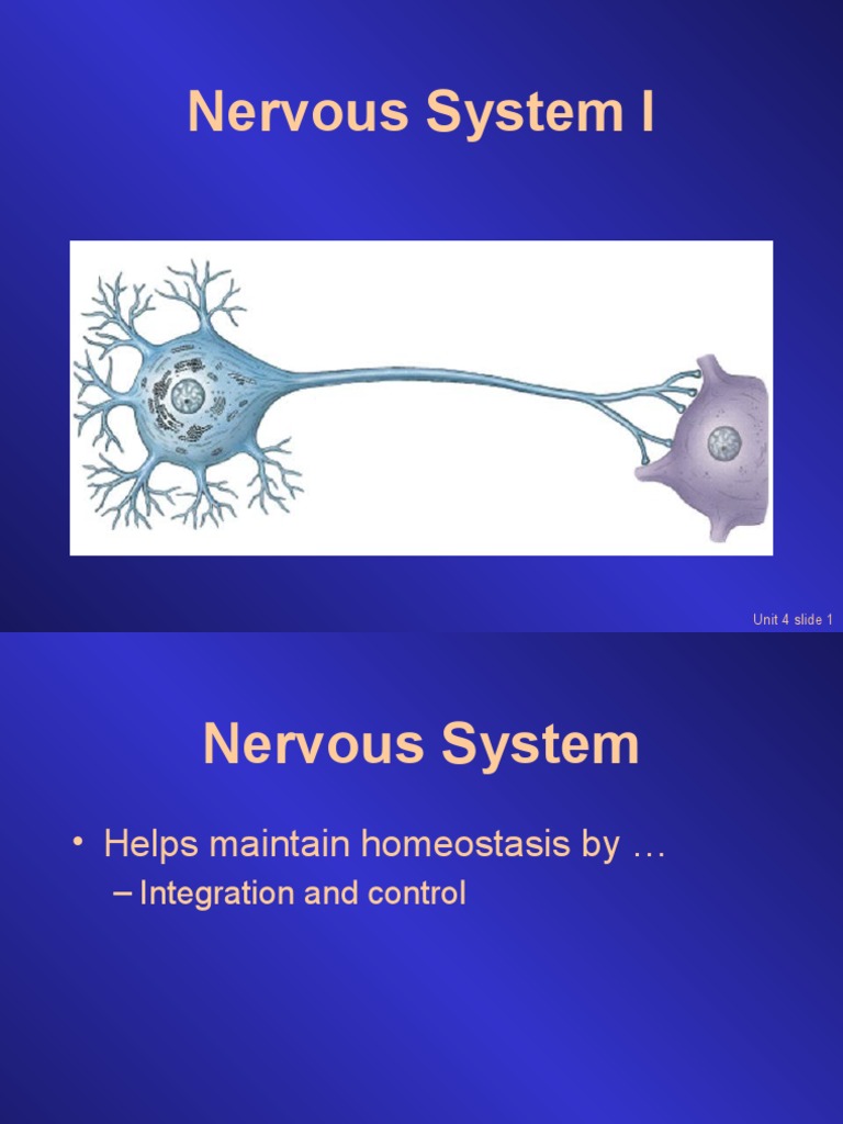 4 Nervous System I | PDF | Myelin | Chemical Synapse