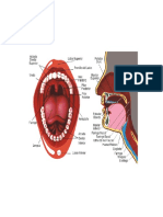 Fisiologia de Aparato Digestivo