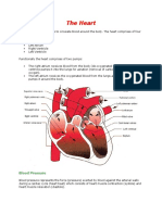 The Heart: Functions, Blood Pressure, and More