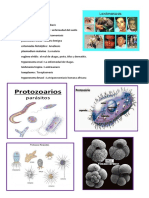 Protozoides