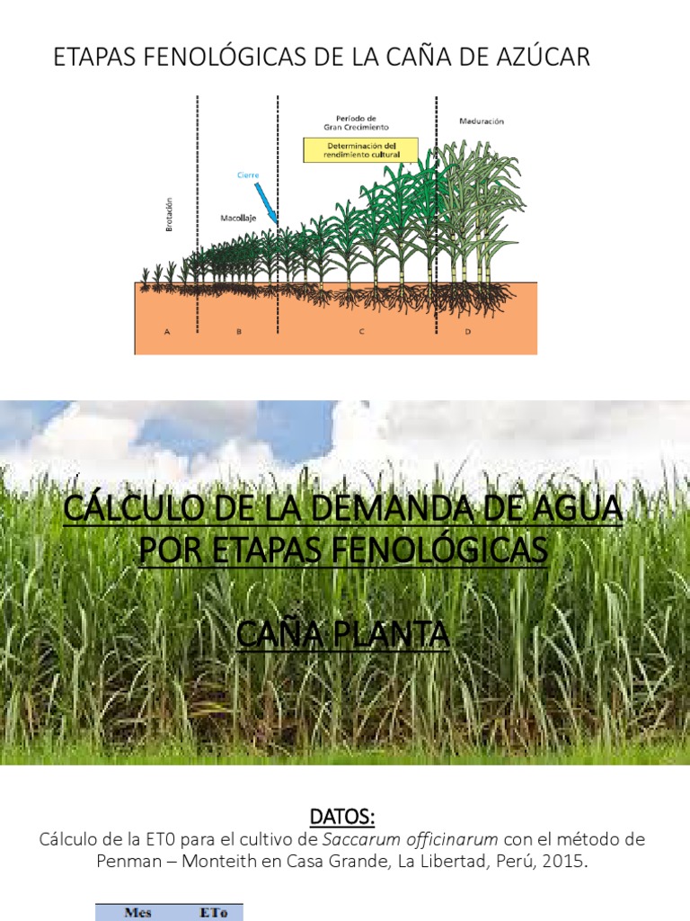 Etapas Fenológicas de La Caña de Azúcar