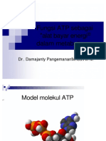 ATP Energi Utama Metabolisme