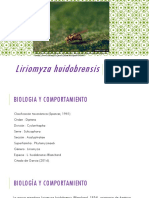Liriomyza Huidobrensis Final