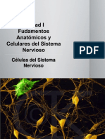 Unidad I. Células Del Sistema Nervioso