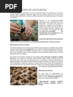 Reproducción de Las Plantas y Ciclo de vida de las Plantas