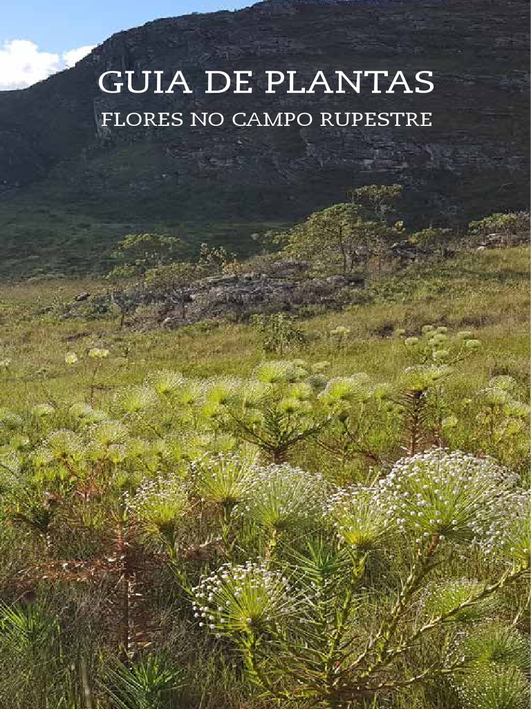 PDF) Orchidaceae na Serra do Ouro Branco, Minas Gerais, Brasil