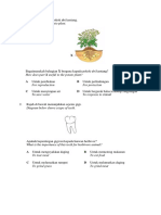 Rajah Menunjukkan Pokok Ubi Kentang