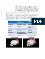 Lesiones Del Parto Más Frecuentes