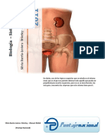 Biologia Sistema Renal