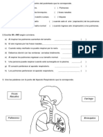 Ficha Sistemarespiratorio