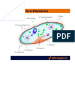 Anatomía de Paramecium