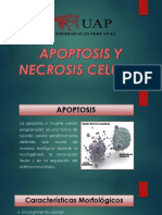 Apoptosis y Necrosis Celular