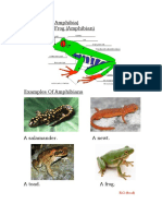 Amphibians (Amphibia) Sample of A Frog (Amphibian) : E C (B, C, D)