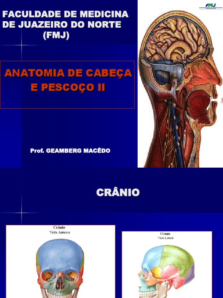 Anatomia Facial e Nervos Cranianos | PDF | Rosto | Tireoide, image size:768x1024