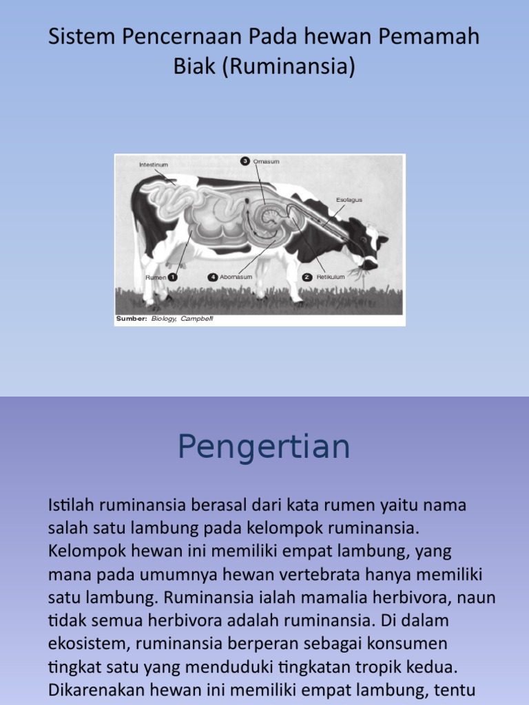 550 Koleksi Gambar Sistem Pencernaan Pada Hewan Mamalia Hd Terbaik