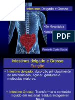 Patologias dos Intestinos Delgado e Grosso