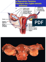 Reprodutor Feminino