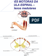 14a Aula Funções Motoras Da Medula Espinal