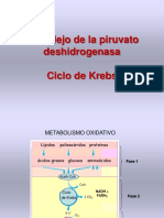 Ciclo de Krebs - Piruvato Deshidrogenasa