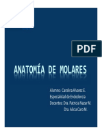 Anatomia de Molares