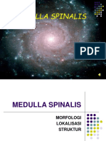 Medulla Spinalis SR