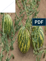 Colocynthis Plant 3 PDF